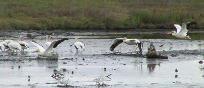 American White Pelicans