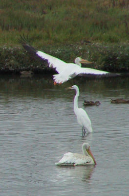 American White Pelicans with Great Egret