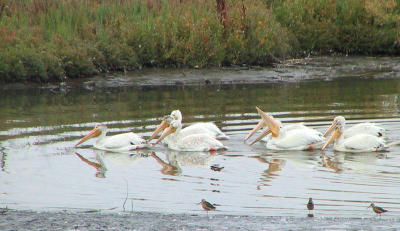 American White Pelicans - in formation