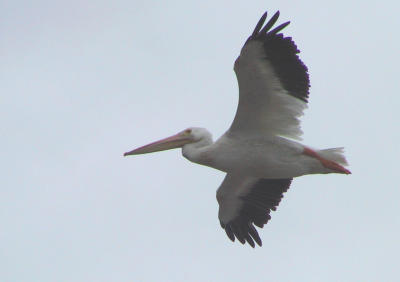 American White Pelicans coming in to land
