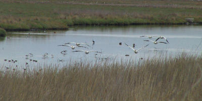American White Pelicans