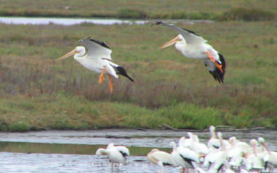 American White Pelicans