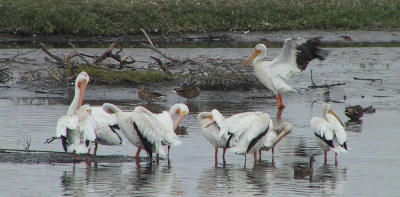 American White Pelicans