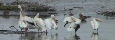 American White Pelicans