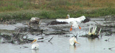American White Pelicans - pull up a chair!