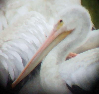 American White Pelican through the scope with palette knife filter