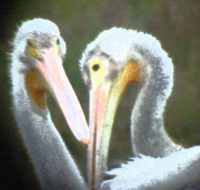 American White Pelican through the scope with smudge filter