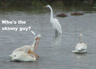 Pelican humor