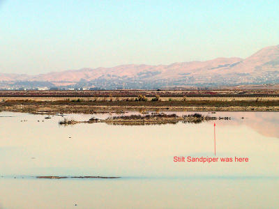 Here is the island where the conveniently present Britsh birder found the Stilt Sandpiper