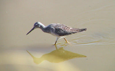 Yellowlegs