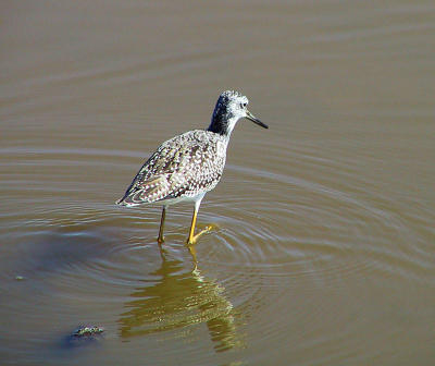 Yellowlegs again