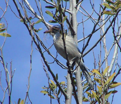 Western Scrub Jay with nesting material (perhaps a courtship process)