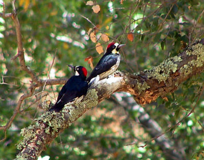 Acorn Woodpeckers