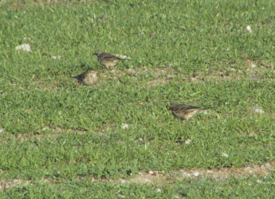 American Pipit