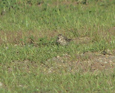 American Pipit