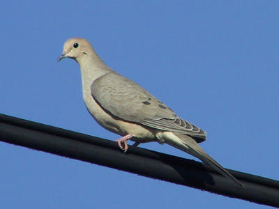 Columbidae : Pigeons and Doves