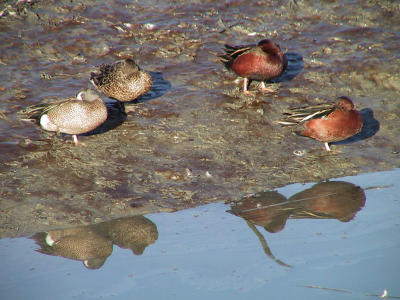 Blue-winged Teal male and female with 2 male Cinnamon Teal