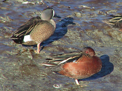 Blue-winged Teal with Cinnamon Teal.