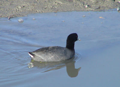 American Coot