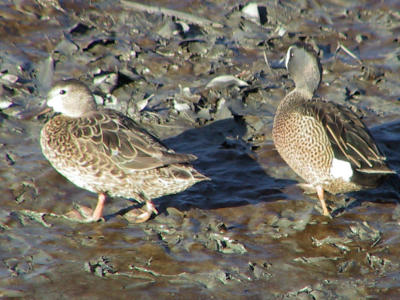 Female and male Blue-winged Teal