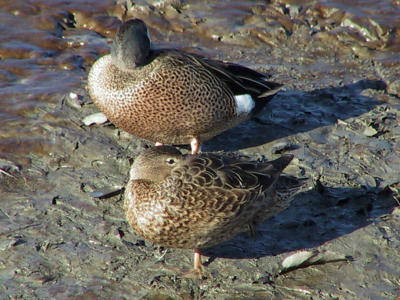 Male  and female Blue-winged Teal