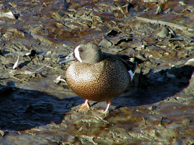 Male Blue-winged Teal