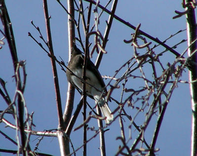 Black Phoebe