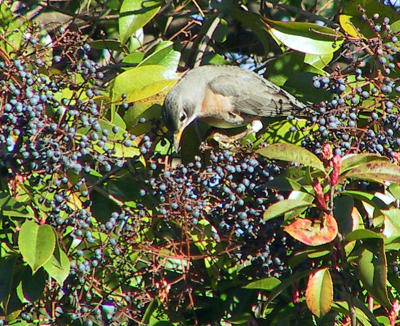 American Robin eating berries