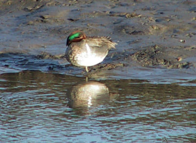 Green-winged Teal making the Teal hatrick for the day