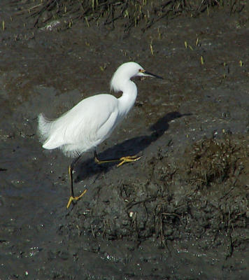 Snowy Egret