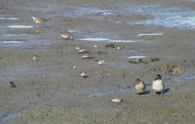 Green-winged Teal, Kildeer and peeps