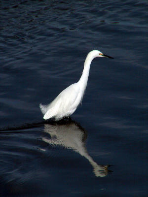 Snowy Egret