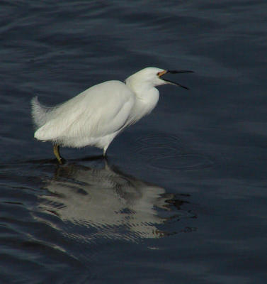 Snowy Egret