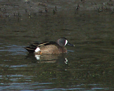 Blue-winged Teal