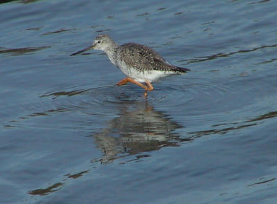 Yellowlegs