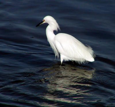 Snowy Egret