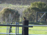 American Robin