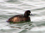 Greater Scaup female