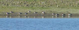 A flock of Common Mergansers on the reservoir