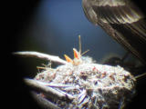 Western Wood-Pewee nest