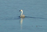 Tundra Swan at the close side of the reservoir