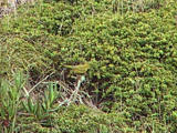 Orange-crowned Warbler