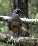 California Quail