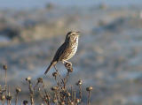 Song Sparrow