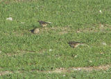 American Pipit