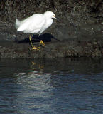 Snowy Egret