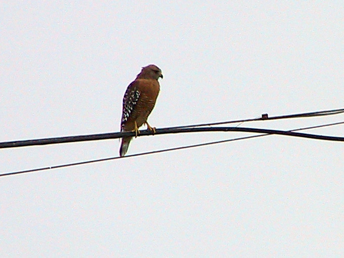 Red Shouldered Hawk overlooking the American Avocet.