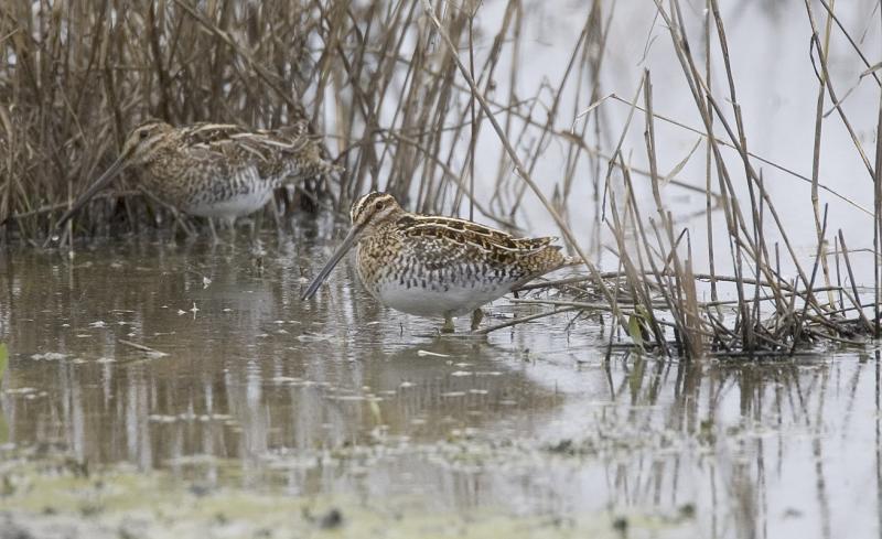 Wilsons (common) Snipe