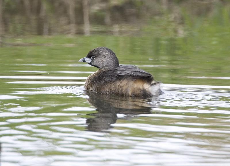 Pied-billed Grebe (breeding)