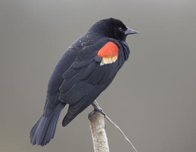 Red-winged Blackbird (M)